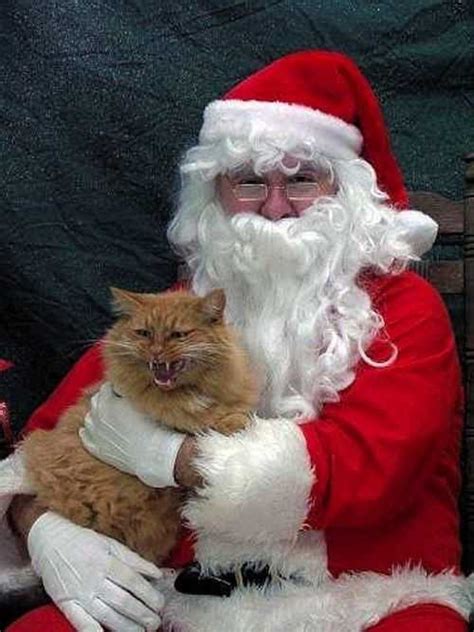 cats  arent feeling christmas