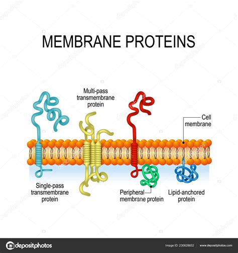 Proteínas Membrana Proteínas Integrales Periféricas Membrana Hélice