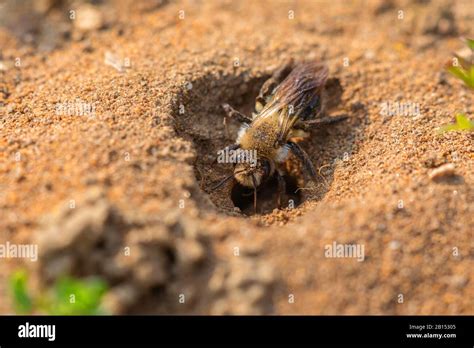 Mining Bees Burrowing Bees Andrenidae Mining Bee Burrowing A