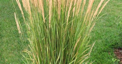 Ornamental Grasses Feather Reed Feather Reed Grass Grasses And