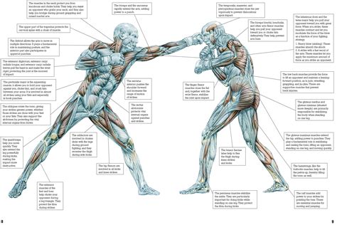frederic delavier strength training anatomy Print Martial Arts Workout
