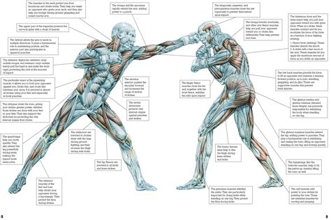 Frederic Delavier Strength Training Anatomy Print Martial Arts