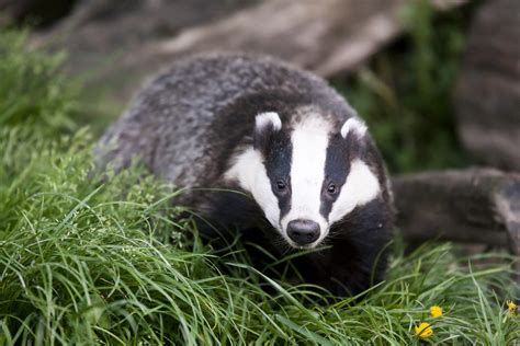 Mixed Response To Poots Badger Cull Tb Strategy Northern Ireland