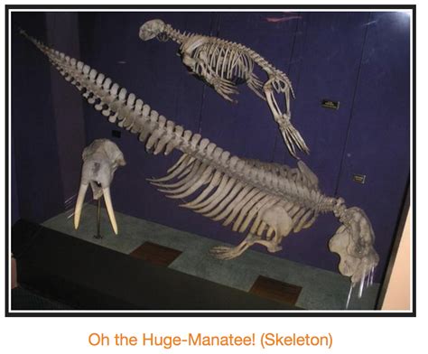 Oh The Huge Manatee Skeleton Oh The Huge Manatee Know Your Meme