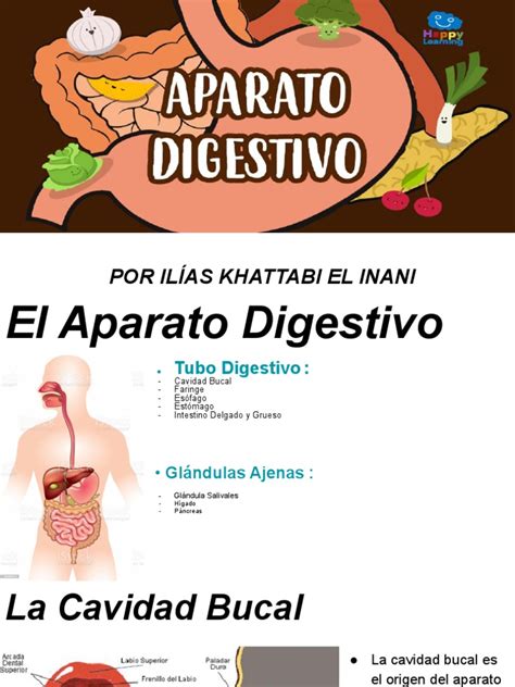 El Sistema Digestivo Humano Una Descripción General De Sus Componentes
