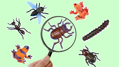 Learn About Insects And Wild Animals Names For Kids Youtube