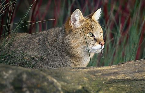 The Six Species Of Cats Of The Felis Genus Worldatlas