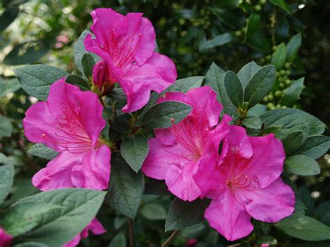 These reblooming azaleas maintain a neat compact shape and small size. Encore for Encore Azaleas in Charleston - Lowcountry ...