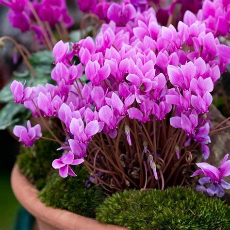 How air temperature affects plants. Top 10 Pretty Flowers and Shrubs for Winter | Cold weather ...