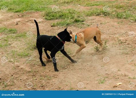 Two Dogs Biting Each Other Until The Dust Clouded Stock Image Image