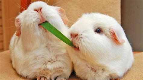 Guinea Pigs 😍 Funny And Cute Guinea Pigs Funny Pets Youtube