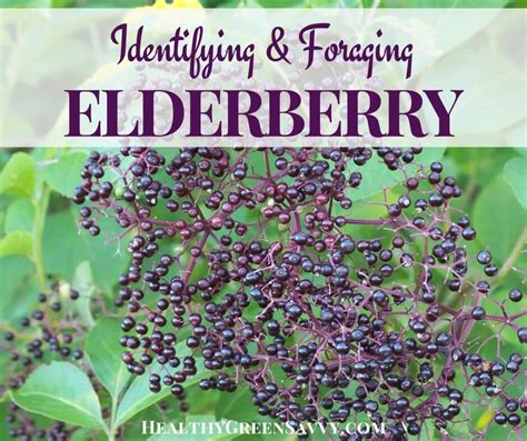 Elderberry Identification And Foraging Tips Healthygreensavvy