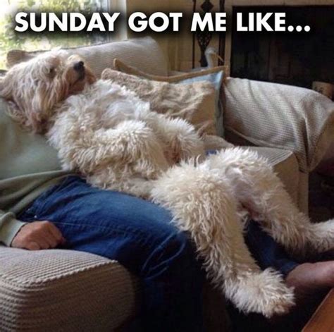 Funny Sunday Memes That Are Perfect For Lazy Sundays