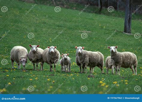 Berrichon Domestic Sheep A French Breed From Berry Herd With Ewes And