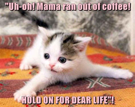 Hold On For Dear Life Lolcats Lol Cat Memes Funny Cats Funny