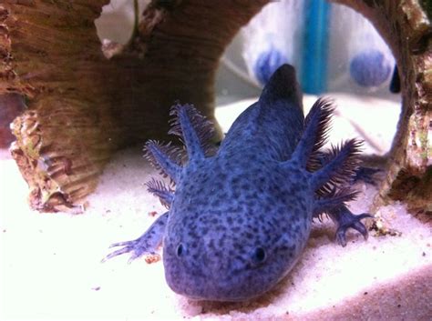 Check spelling or type a new query. Blue Melanoid axolotl | Axolotl we will have! | Pinterest ...