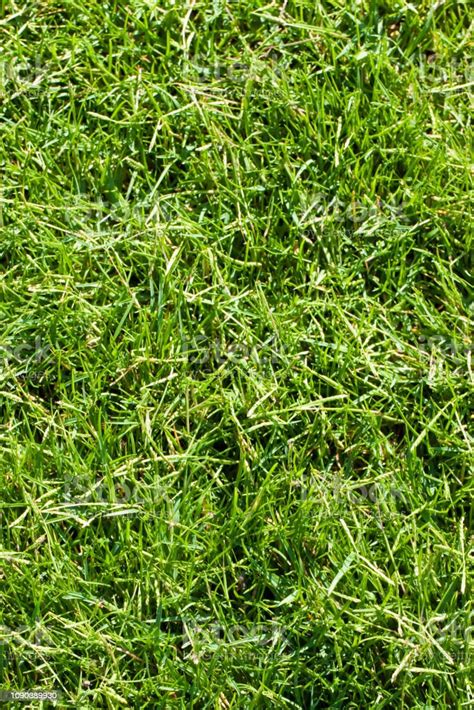 Detail Of A Beautiful Green Mowed Lawn Stock Photo Download Image Now
