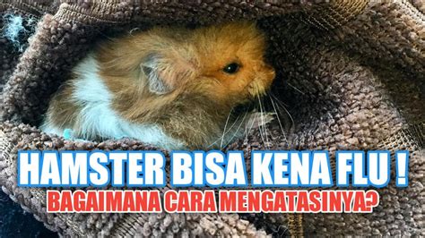 Penyakit Hamster Flu Colds Youtube