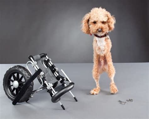 My suggestion is this, don't do it it could cause serious injury to the kitten and would make it harder for to to walk. 39 best Animal Prosthetics images on Pinterest | Animal ...