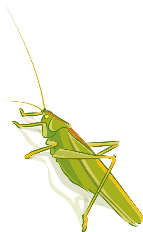 Download Grasshopper Insect Nature Royalty Free Vector Graphic Pixabay