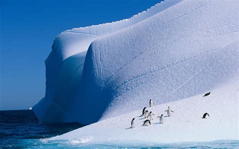 Group Of Penguin Playing On Ice Nature Ice Landscape Animals Hd