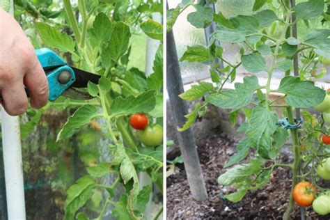 Tomatenblätter abschneiden - darf man sie entfernen? Ja oder nein