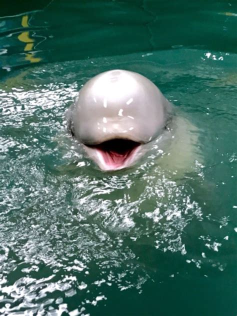 Beluga Beluga Whale Albino Animals Underwater Animals