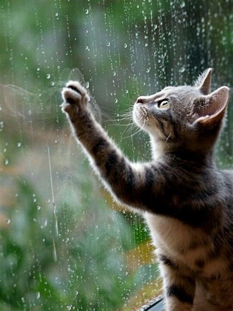 Rainy Days Raining Cats And Dogs Cute Animals Cats