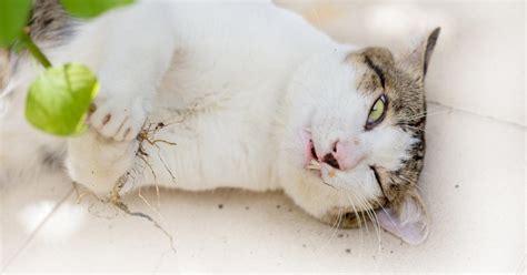 Why Does Catnip Make Cats High