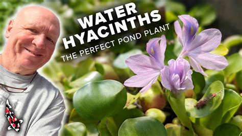 Guide To Water Hyacinths Beautiful Aquatic Plants Youtube