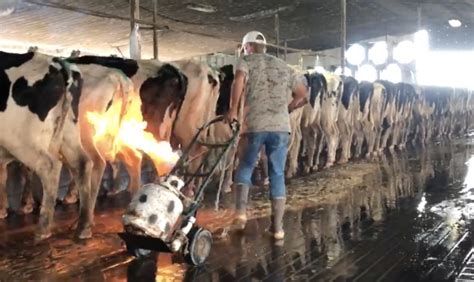 Dairy Farm Workers Found Guilty Of Animal Cruelty After Torturing Cows