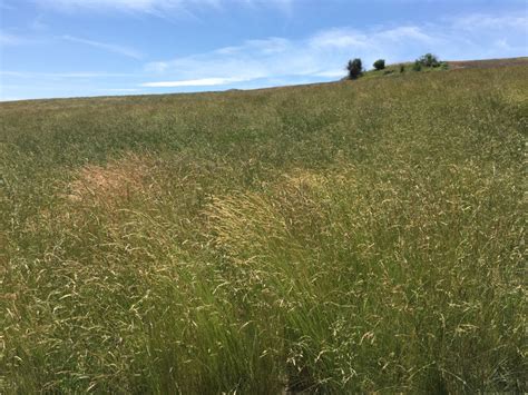 Creeping Red Fescue Festuca Rubra Great Basin Seeds