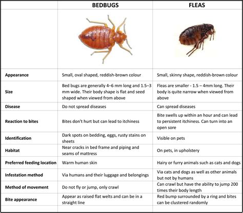 Image 65 Of Bed Bugs Or Fleas Bites Klassik Cum