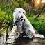 Is The Great Pyrenees Lab Mix A Loveable Bear Dog  K9 Web