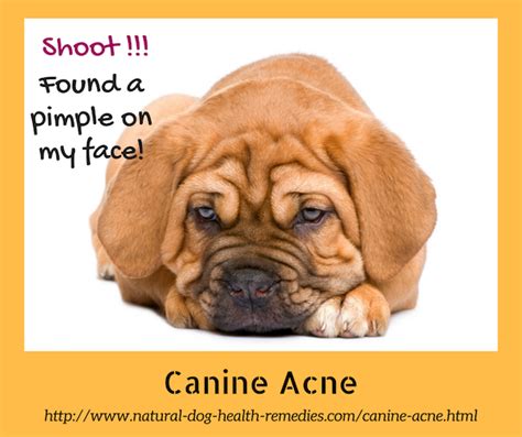 Dog Acne Home Remedies All About Home