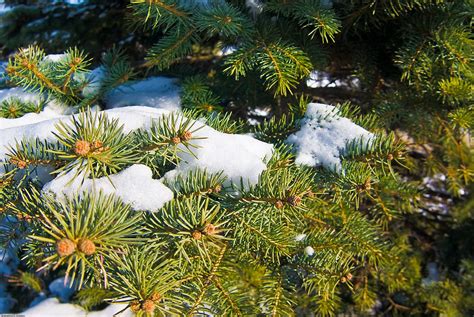Snowy Evergreen Evergreens Are Beautiful Especially In Wi Flickr