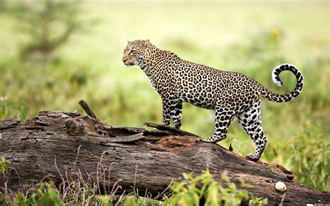 4k Wildlife Wallpapers Top Free 4k Wildlife Backgrounds Wallpaperaccess