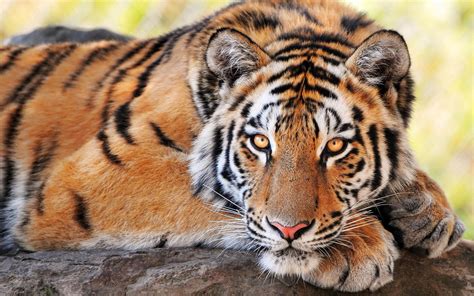 I am learning to find tiger facts and write them using interesting ...