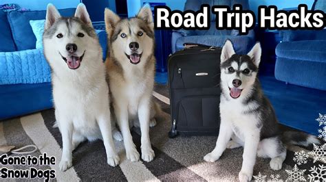 Packing For A Road Trip With Dogs Road Trip Hacks With Dogs Youtube