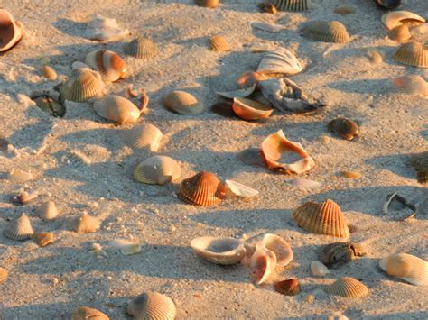 Free Images Beach Sea Sand Rock Shore Fauna Material Starfish Invertebrate Seashell