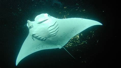 Manta Rays And Human Babies Are The Latest Victims Of Traditional