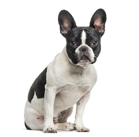 5 Best Brushes For French Bulldogs With 5 Simple Brushing Tips