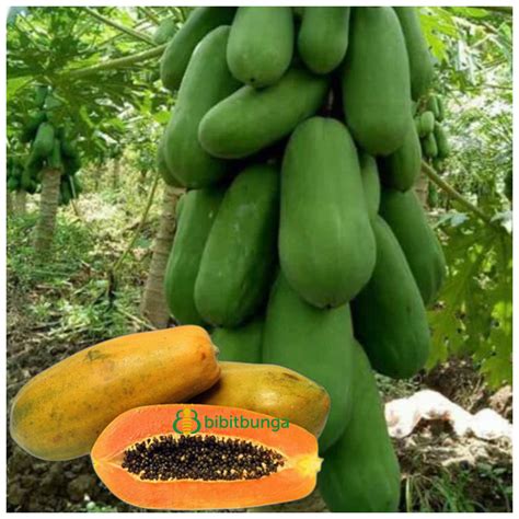 Jual Benih Pepaya California PAMELA F1 Hibrida Bibit Buah Calina IPB