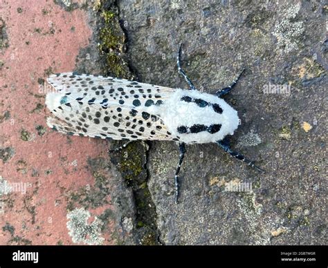 Leopard Moth Zeuzera Pyrina Fotos Und Bildmaterial In Hoher Auflösung