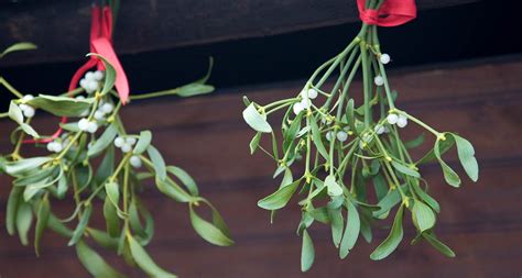 Learn about the toxicity of a poinsettia plant to cats and dogs, symptoms and treatment options other yuletide pants such as holly berries, mistletoe, and rosemary can also be toxic to dogs and cats. Are Poinsettias Poisonous to Dogs and Cats? A Pet Parent's ...