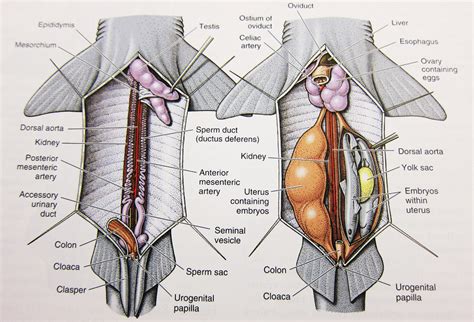 In most fish, the heart consists of four parts, including two chambers and an entrance and exit. Animal Biology