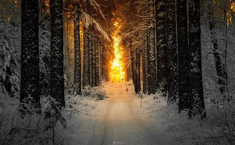 Hämeenlinna Finland Snowy Forest Nature Photography Snow Pictures
