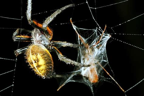 Spider Wrapping Its Prey In Silk Photograph By Dr Morley Read Fine