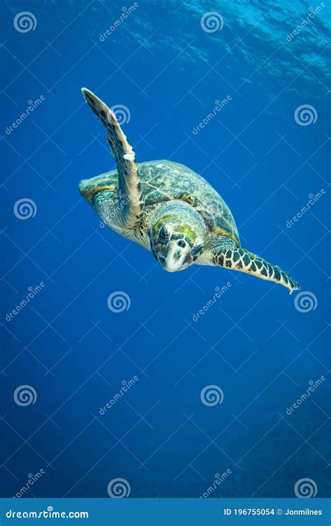 Hawksbill Sea Turtle Swims In The Clear Blue Ocean Stock Photo Image