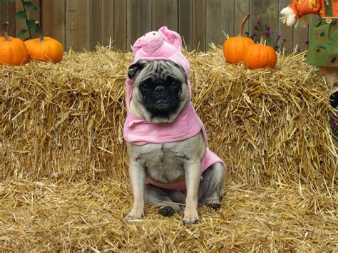 A Day In The Life Of Pugs Halloween Costumes Part One